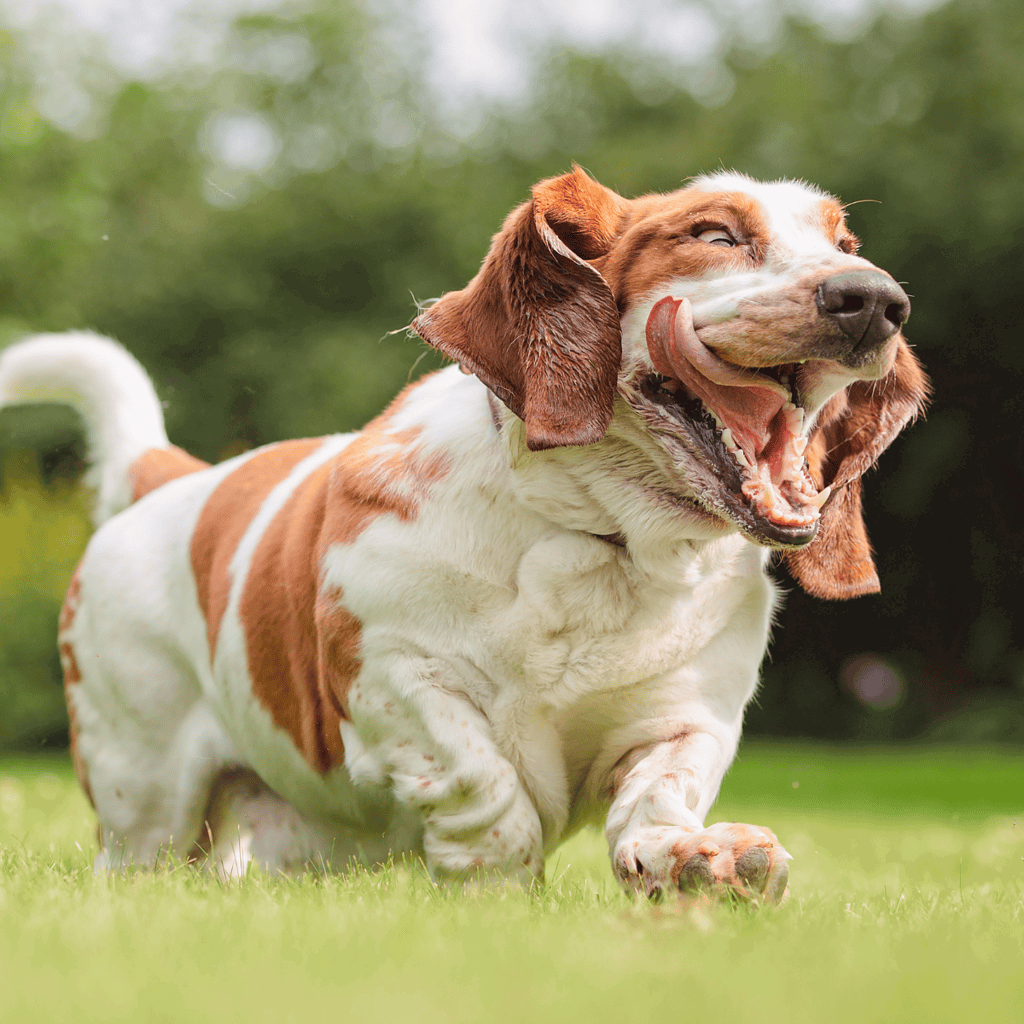 Happy dog playing and running on green grass with a joyful expression.