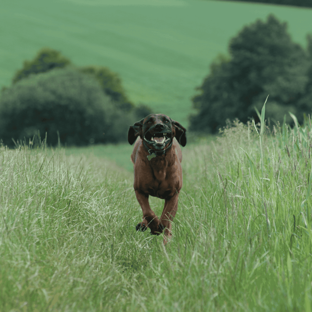 Bavarian Mountain Scent Hound Exercise