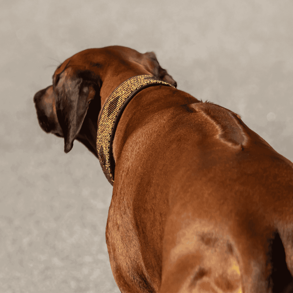 Dog collar with gold accents and stylish design for grooming. Perfect for fashionable dogs.