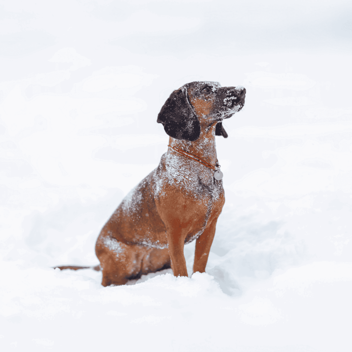 Dog sitting in snow with snow on face, outdoors.