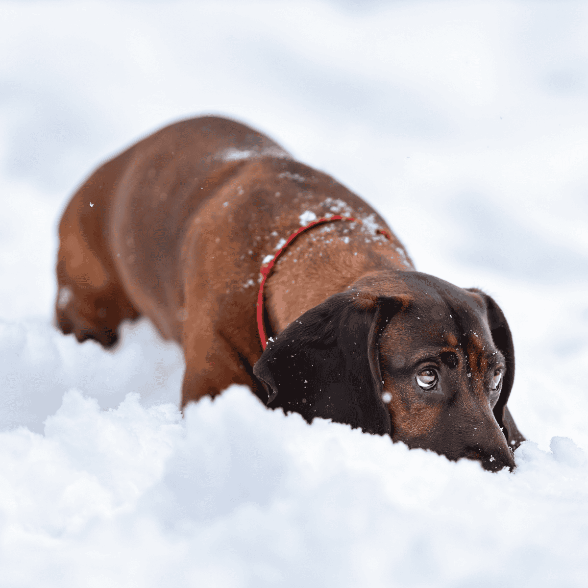 Dog in the snow, winter outdoor activity for dogs, playful moment, brown Labrador Retriever in snowy field.