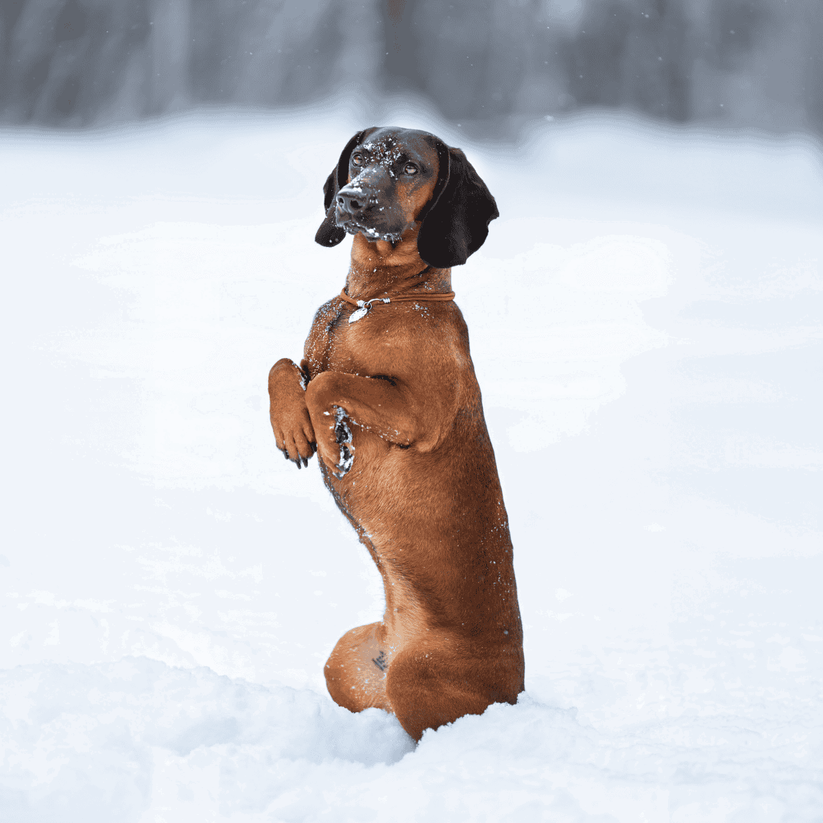 Dog in snow, playful outdoor moment for winter dog care and fun.