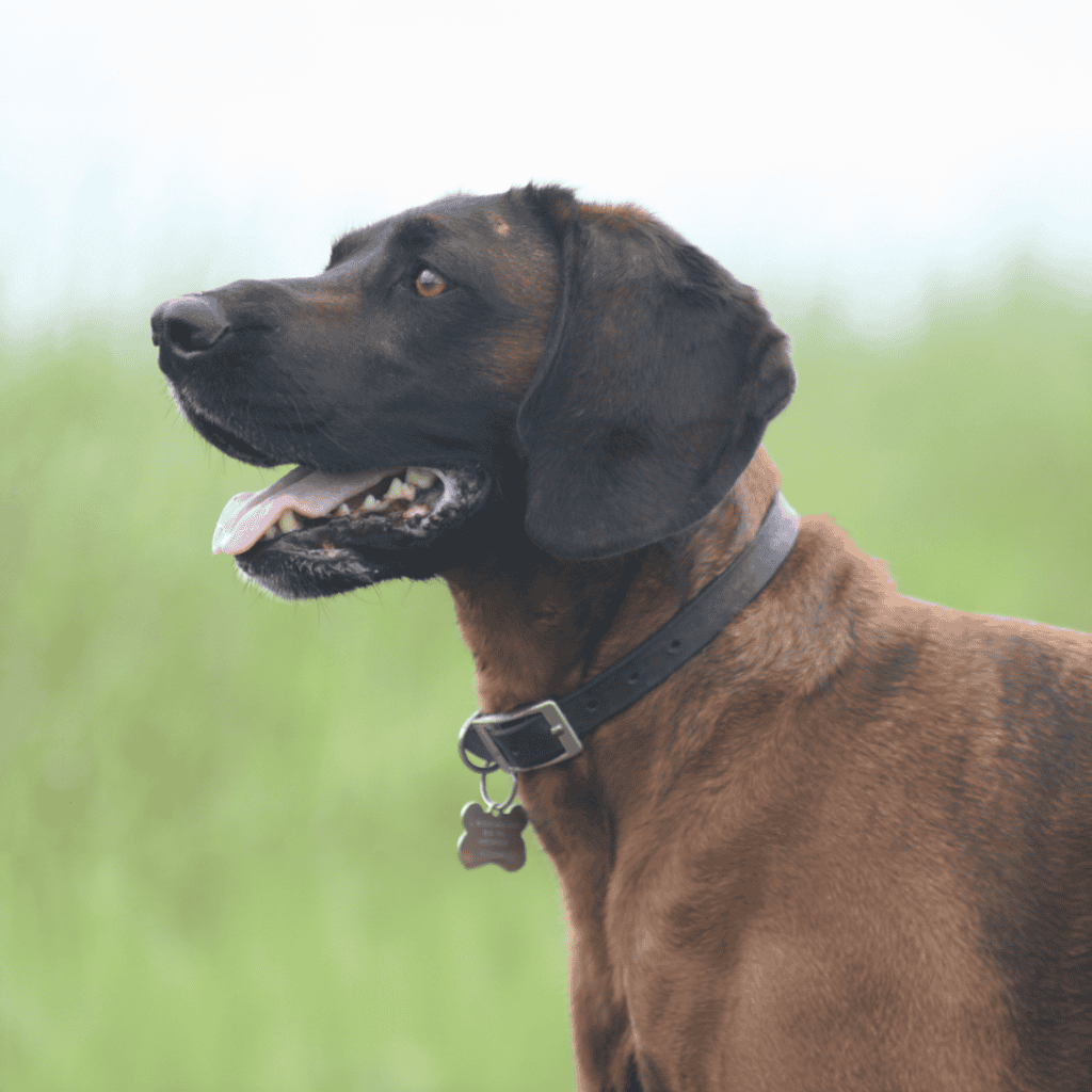 Bavarian Mountain Scent Hound Grooming