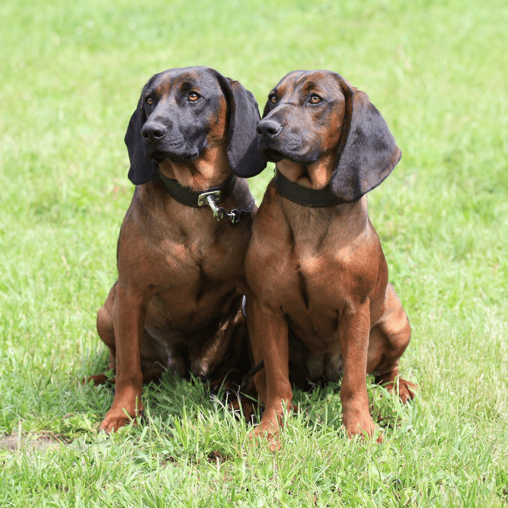 Dogfix.com - Healthy, friendly Bloodhounds available for adoption and pet care services.