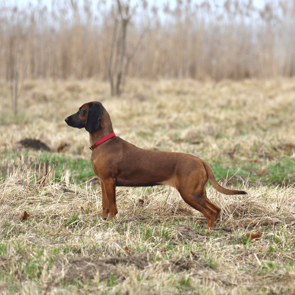 Bavarian Mountain Scent Hound The Bavarian Mount Hound is a newer breed