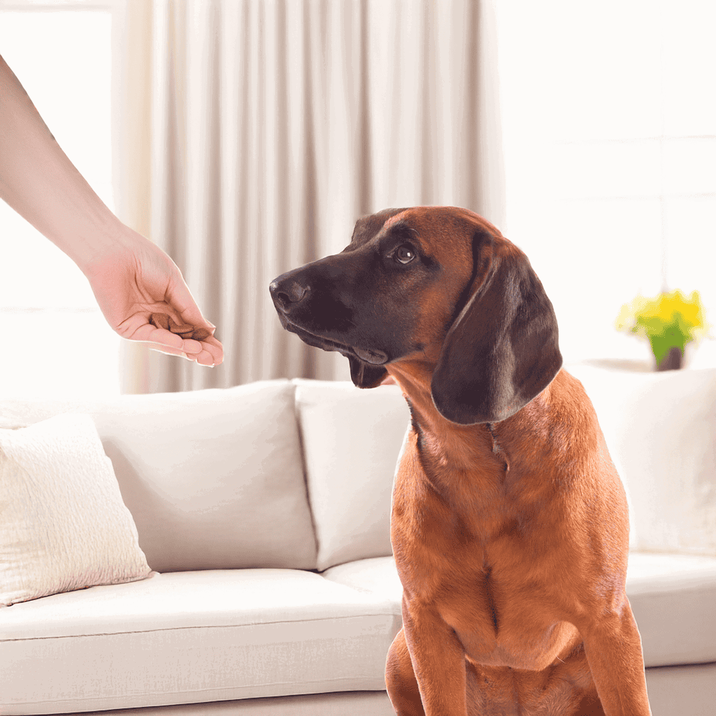 Bavarian Mountain Scent Hound Training