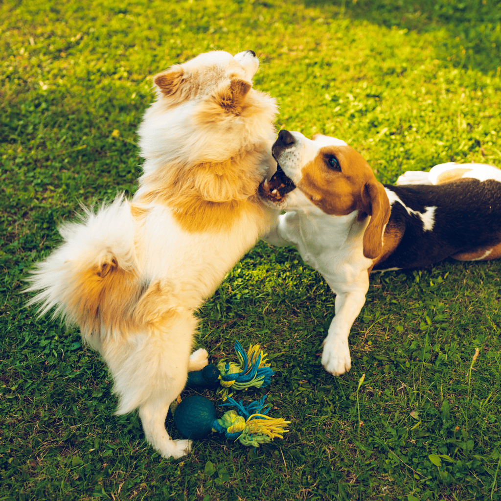 Adorable dogs playing tug-of-war with a toy outdoors, showcasing fun, companionship, and active pet lifestyle.