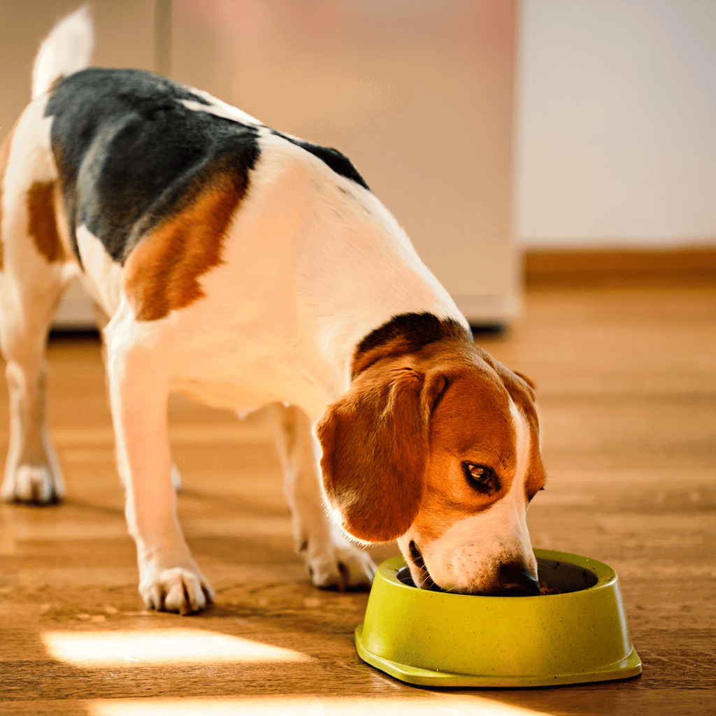 Beagle Food & Diet Requirements