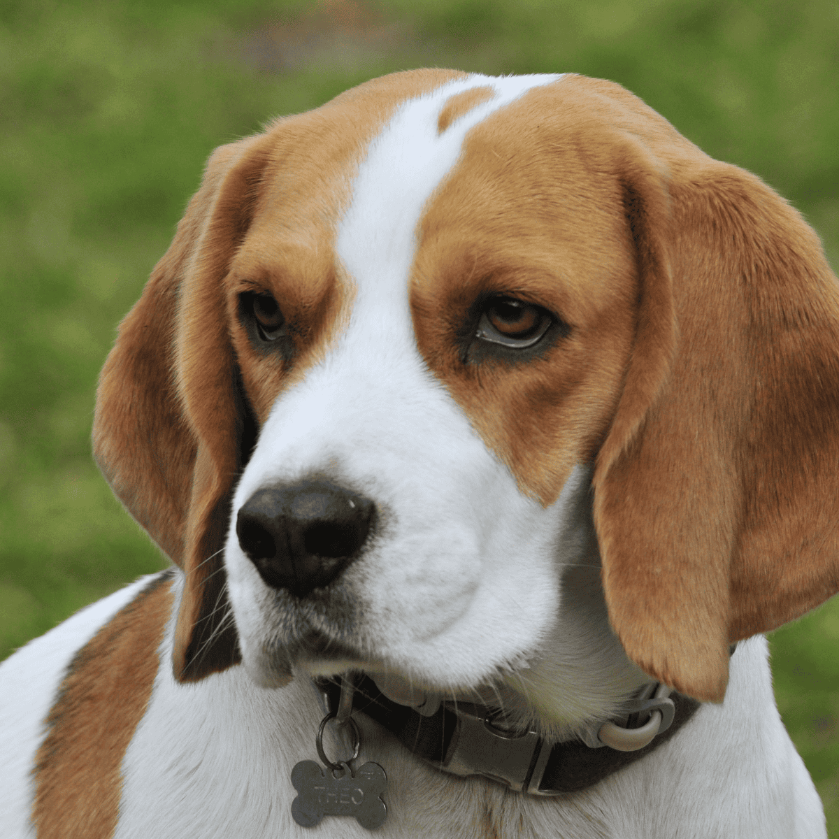 Close-up of a beagle’s face showing alert expression.