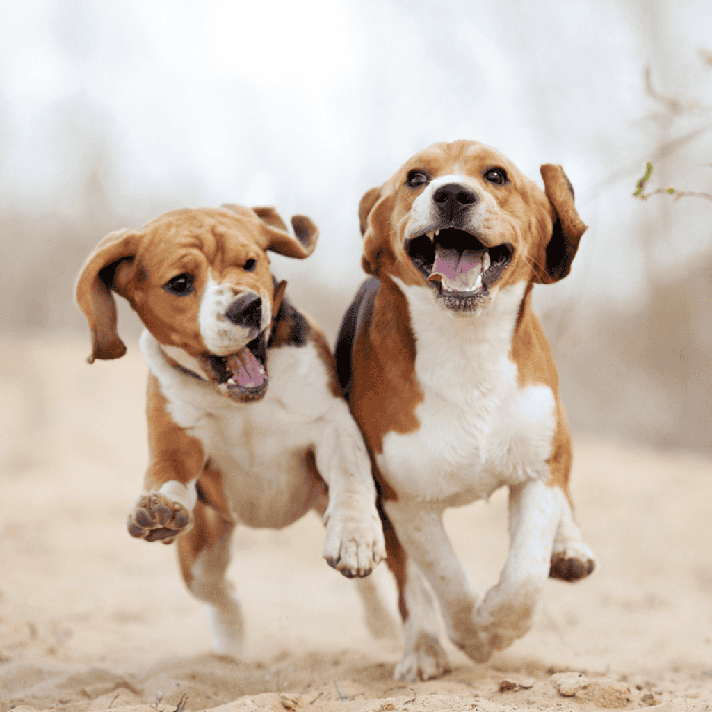 Beagle Male Vs. Female