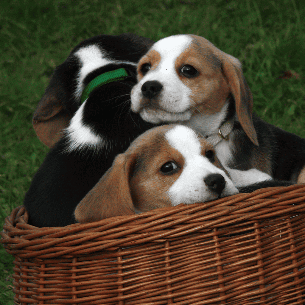 Adorable puppies in a woven basket lying on grass in a park setting.