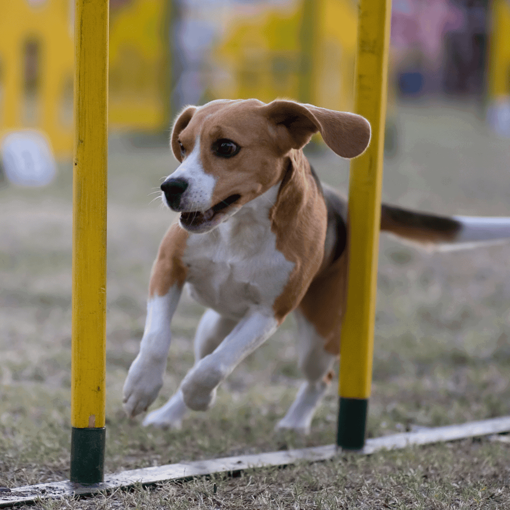 Happy beagle dog participating in agility course outdoors.