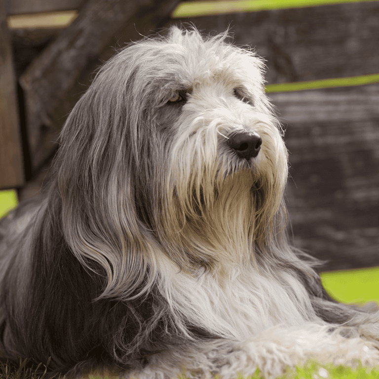 Dog lying on grass with a blurred wooden fence background, showcasing a calm, fluffy sheepdog.