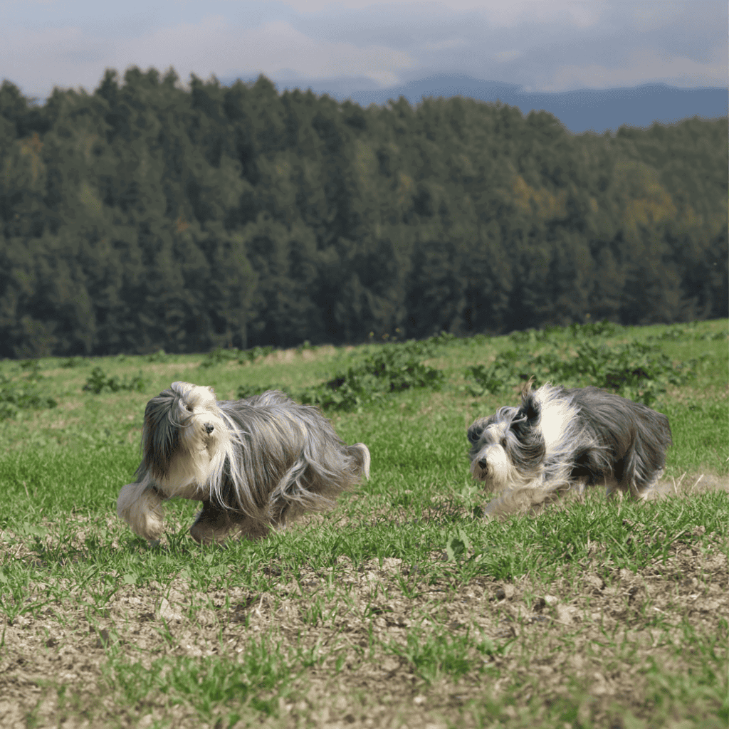 Energetic Shetland Sheepdogs playing on lush green field in a scenic outdoor setting.