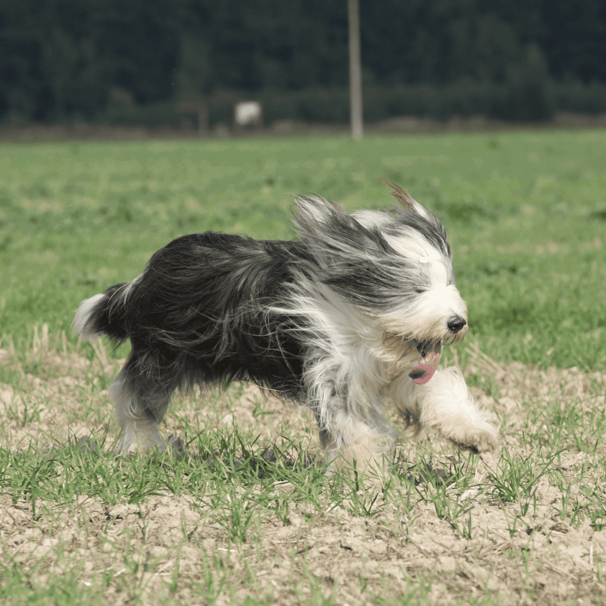 Playful black and white puppy running energetically in a green outdoor field.