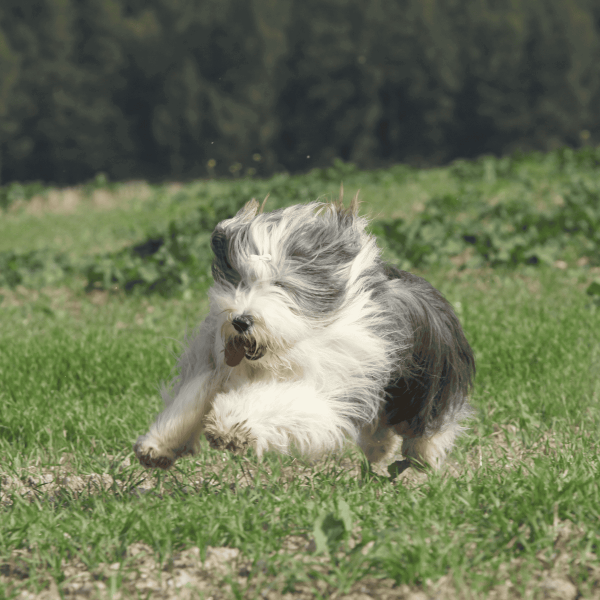 Adorable puppy playing on green grass in an open field, showcasing energetic dog fitness and health.