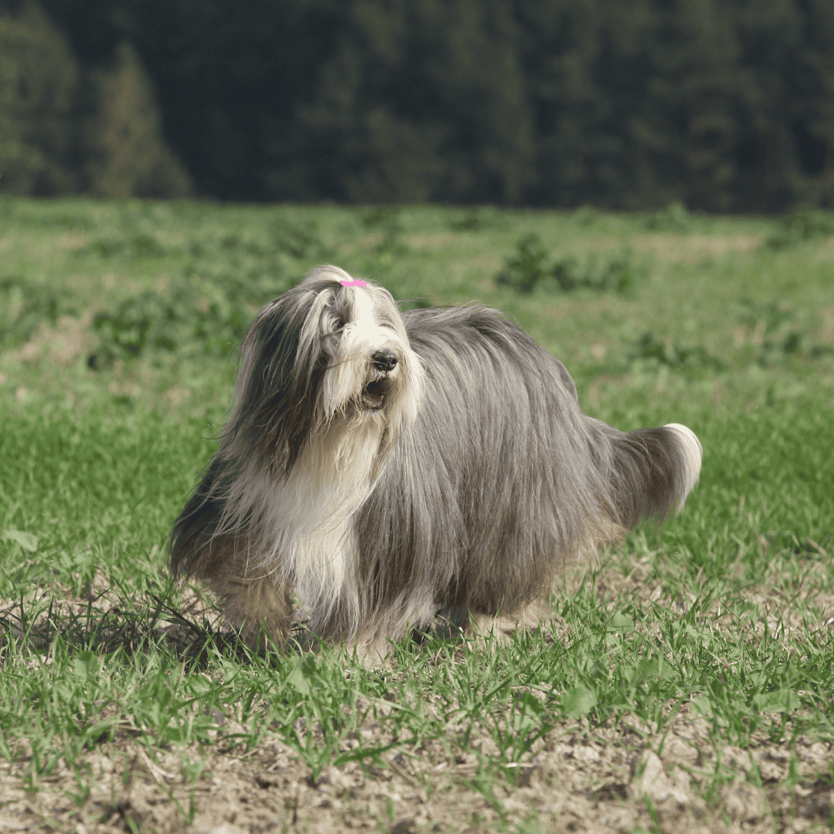 Detailed image of a long-haired dog standing on a grassy field with a natural background.