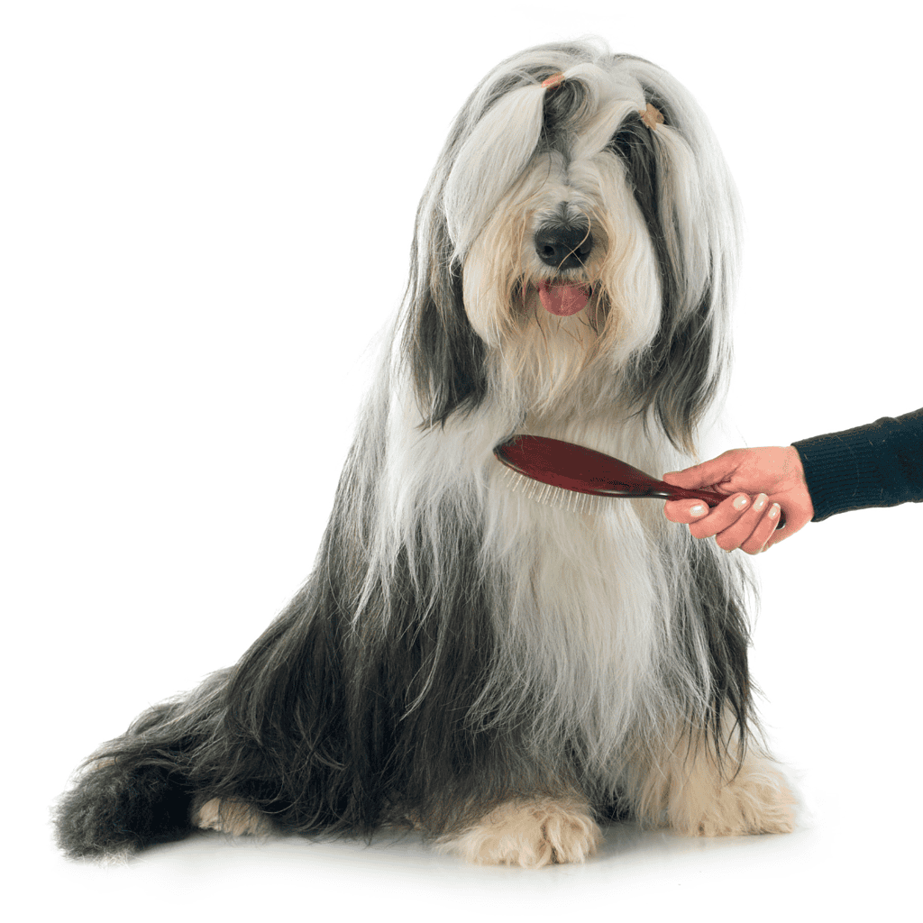 Dog grooming, dog brushing, Old English Sheepdog grooming, pet care, dog hygiene, professional pet grooming.