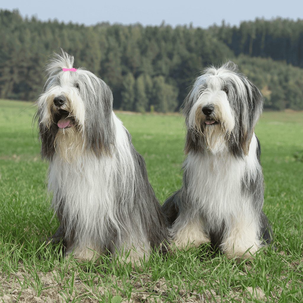 Adorable long-haired Bearded Collie dogs sitting on green grass with a scenic outdoor background.
