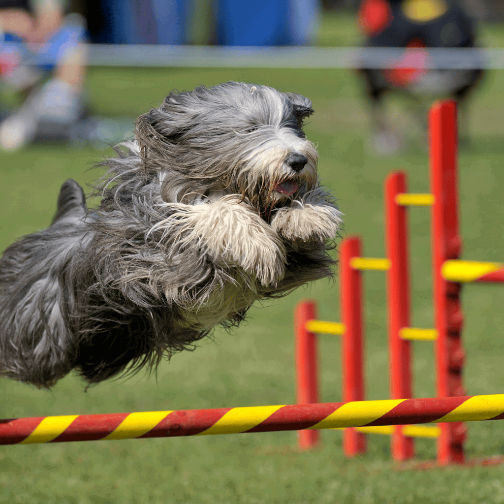 A playful dog participating in agility training, jumping over a colorful hurdle during outdoor exercise.