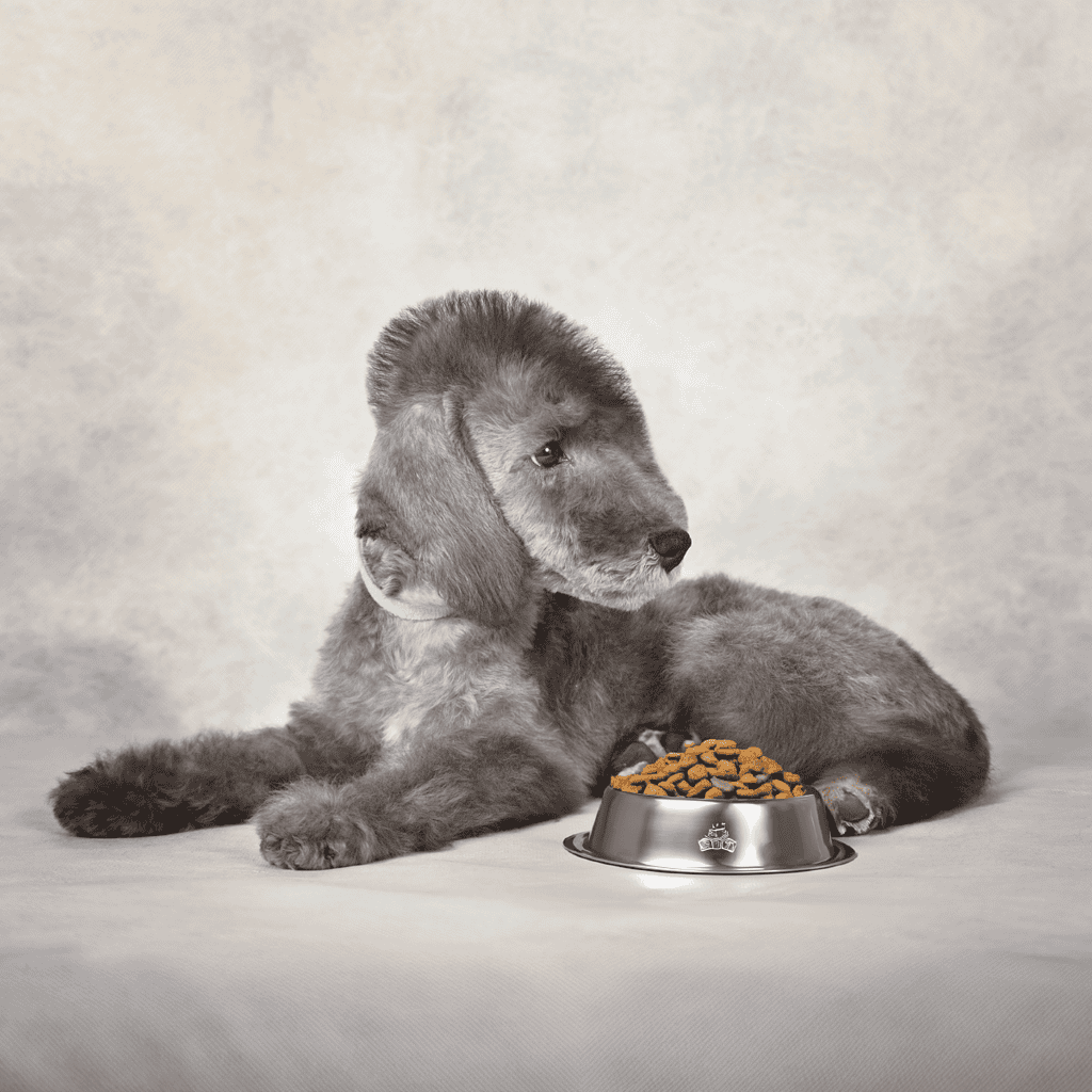 Adorable puppy lying next to stainless steel food bowl filled with dry dog food.