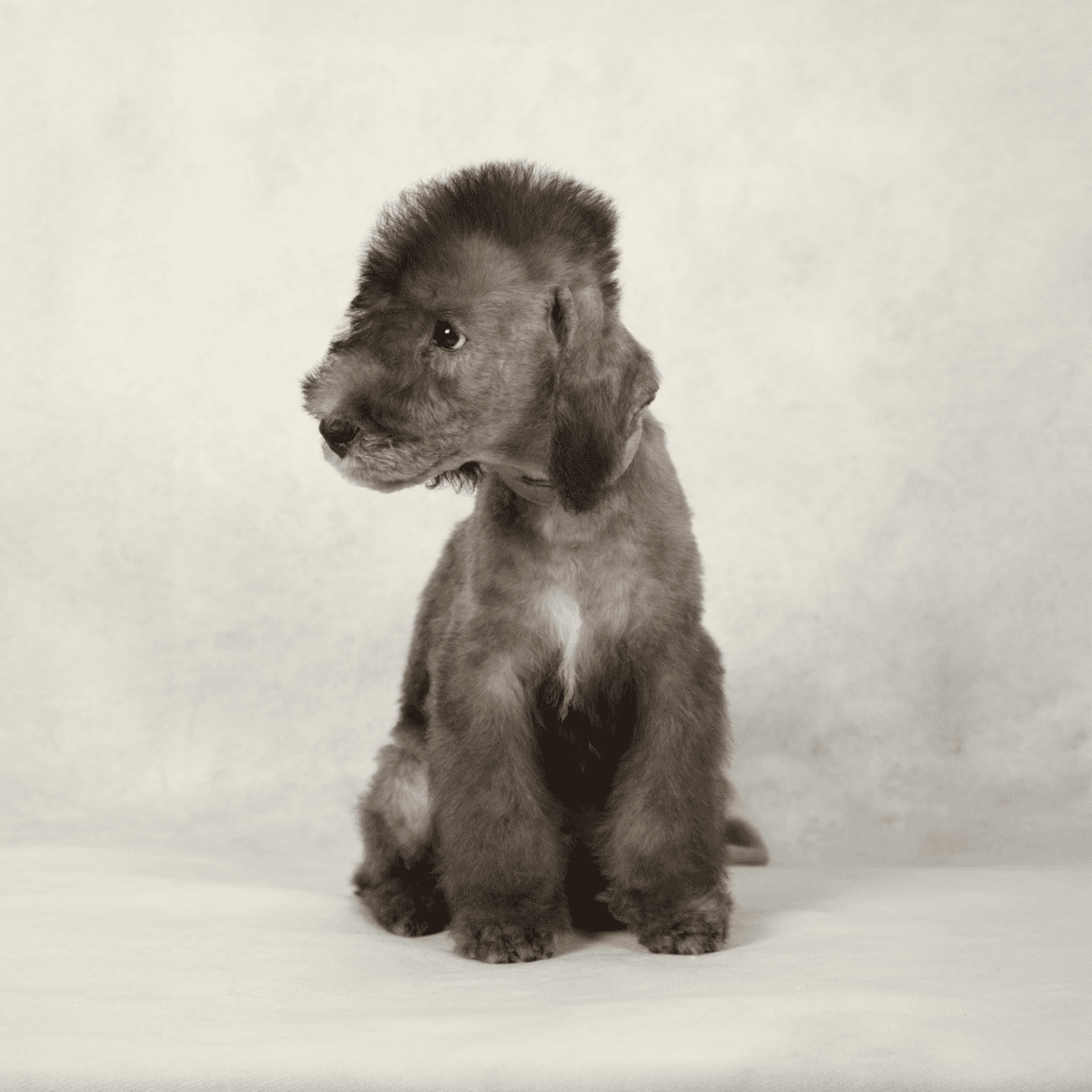 Cute puppy with soft fur, soulful eyes, sitting calmly on neutral background, ideal for pet care and adoption images.