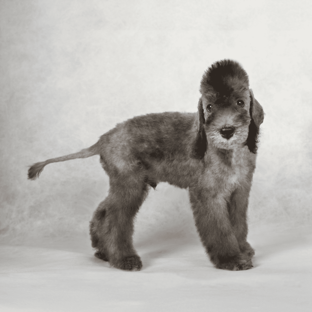 Adorable puppy with fluffy gray fur, big eyes, and floppy ears, ready for playtime.