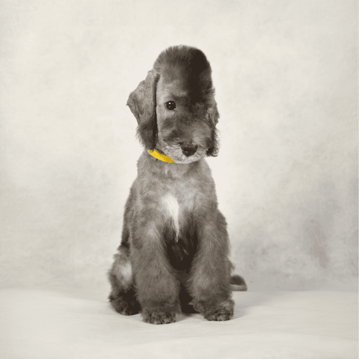 Adorable puppy sitting with a yellow collar, perfect for dog lovers and pet owners seeking puppy care.
