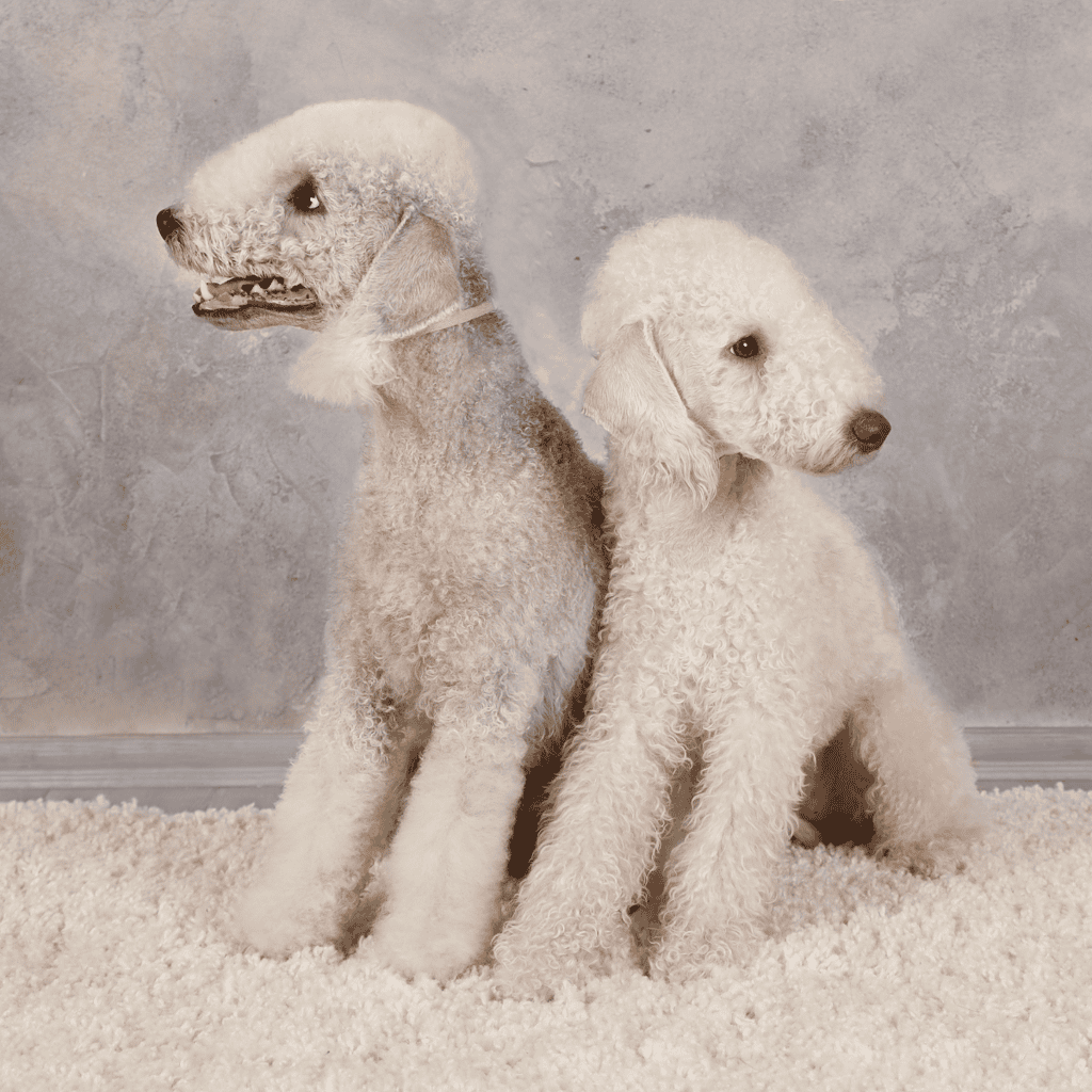 Bedlington Terrier Male Vs. Female