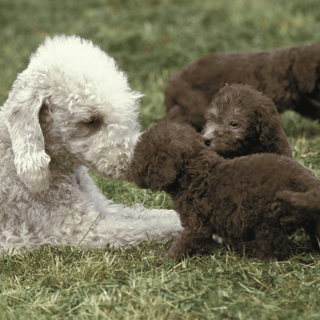 A white poodle and three brown puppies interacting outdoors, emphasizing pet care and love.