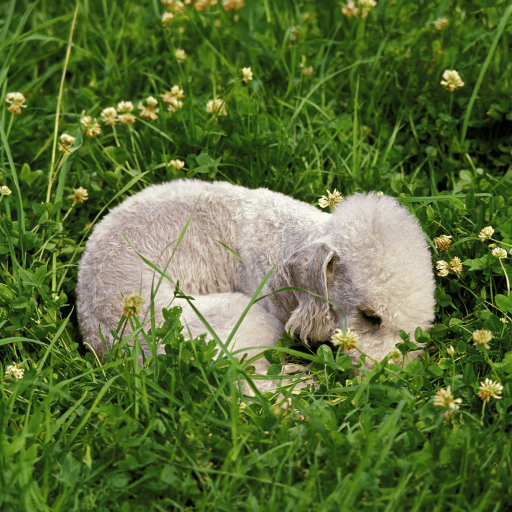 Adorable puppy lying peacefully in a grassy field with small white flowers. Perfect for dog lovers and pet care websites.