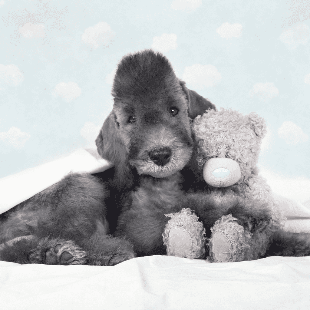 Adorable puppy cuddling with a plush teddy bear on soft bedding. Perfect for pet care and dog training tips.