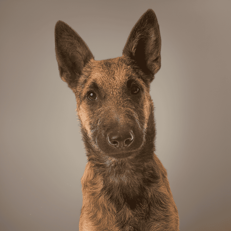 Adorable Belgian Malinois puppy portrait emphasizing dog health, training, and pet care.