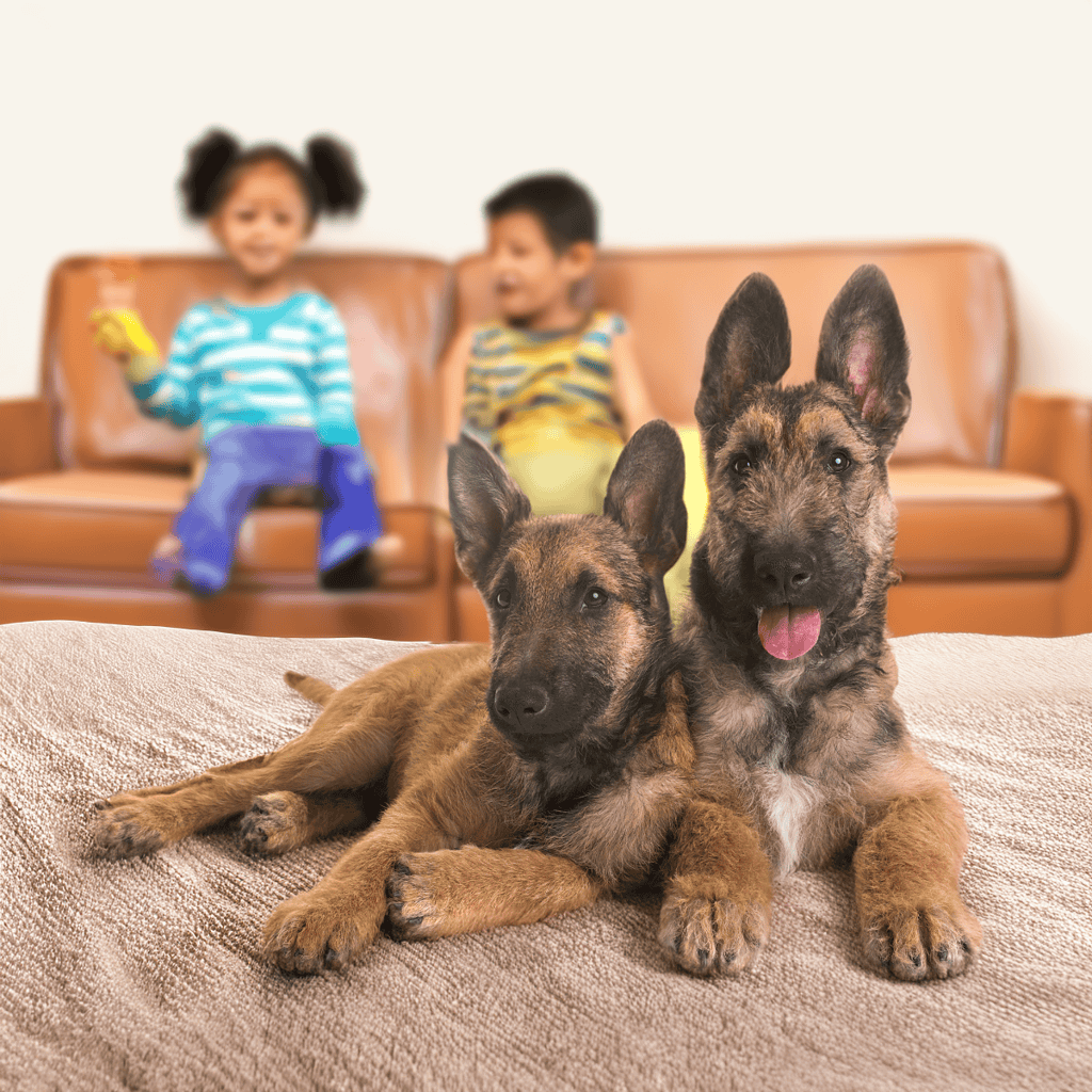 Adorable happy puppies inside a cozy home, perfect for pet lovers and families.