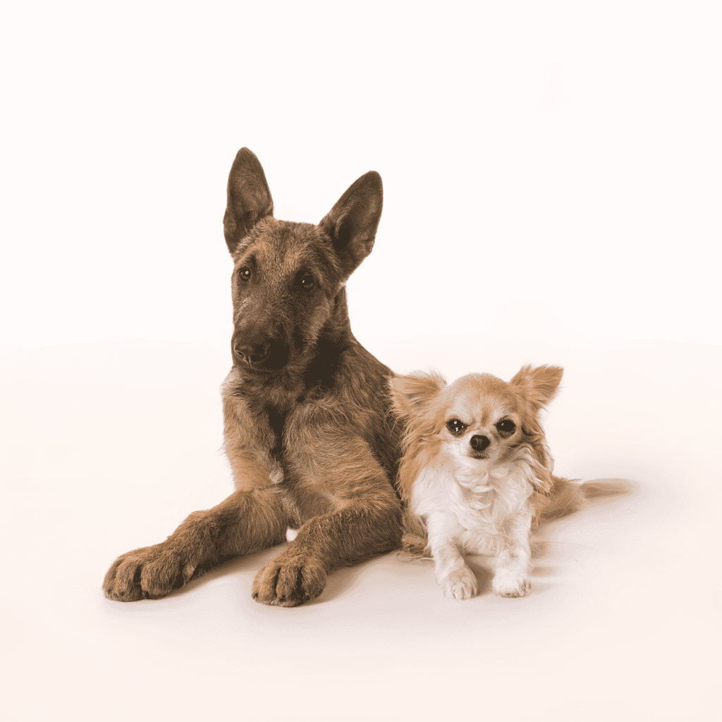 Belgian Laekenois Does This Breed Get Along With Other Pets