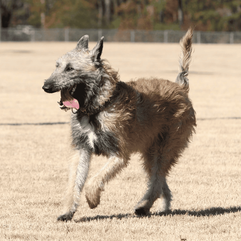 Belgian Laekenois Final Thoughts