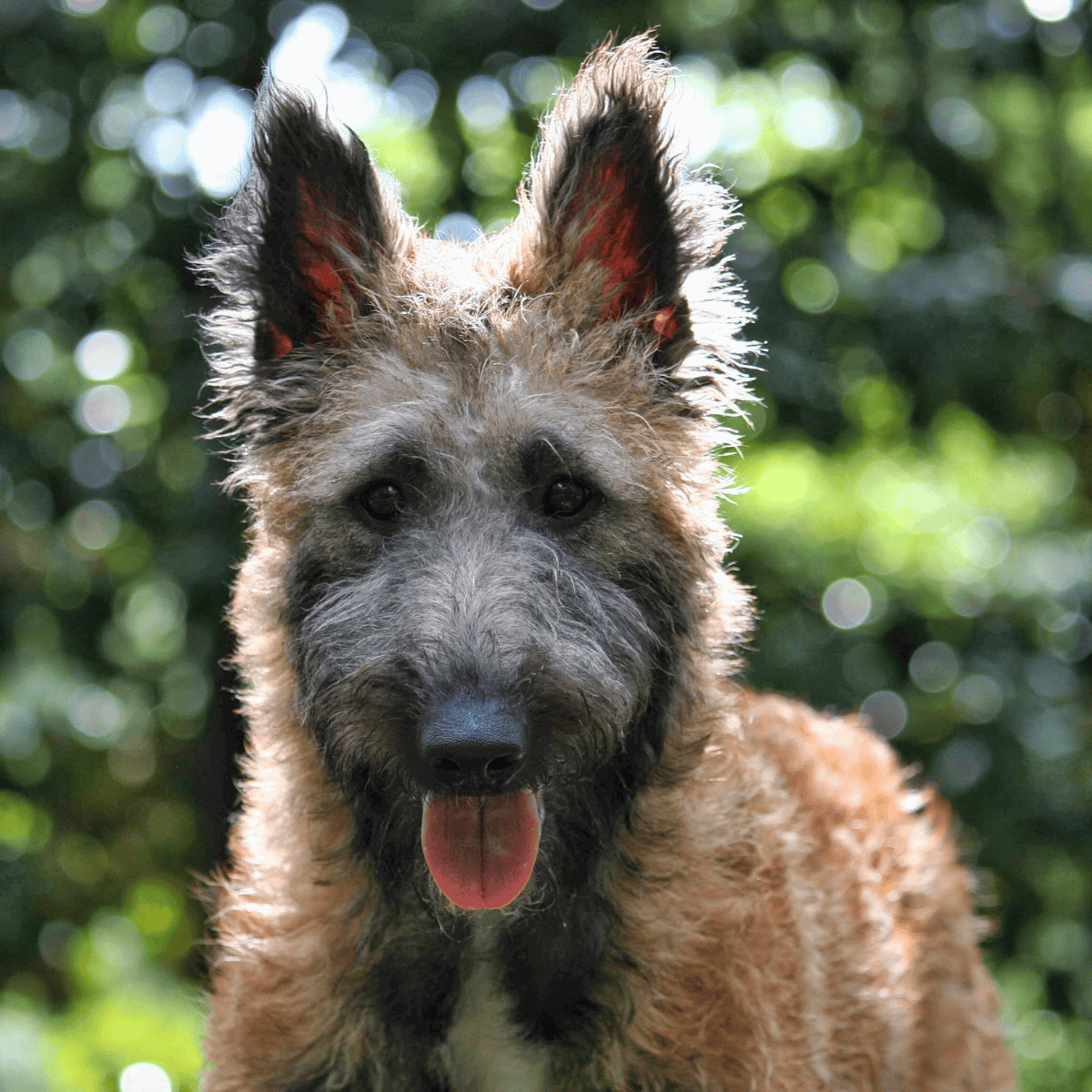 Dogfix.com - Playful Belgian Malinois dog with wet fur, happy expression, and alert ears in a natural outdoor setting.