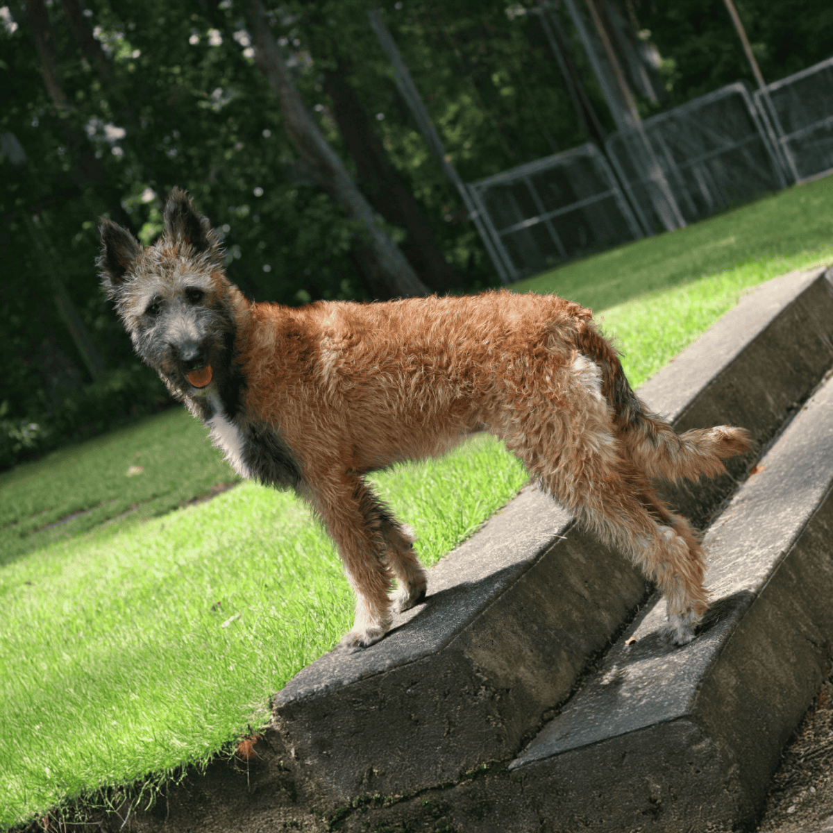 Adorable Belgian Malinois puppy practicing outdoor agility on a ramp in a green park setting.