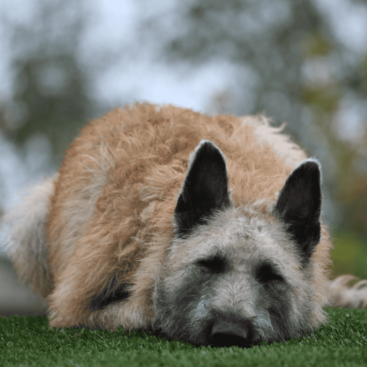 Dog sleeping peacefully outdoors on green grass in a natural setting.