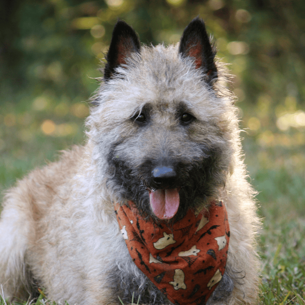 Belgian Laekenois Grooming