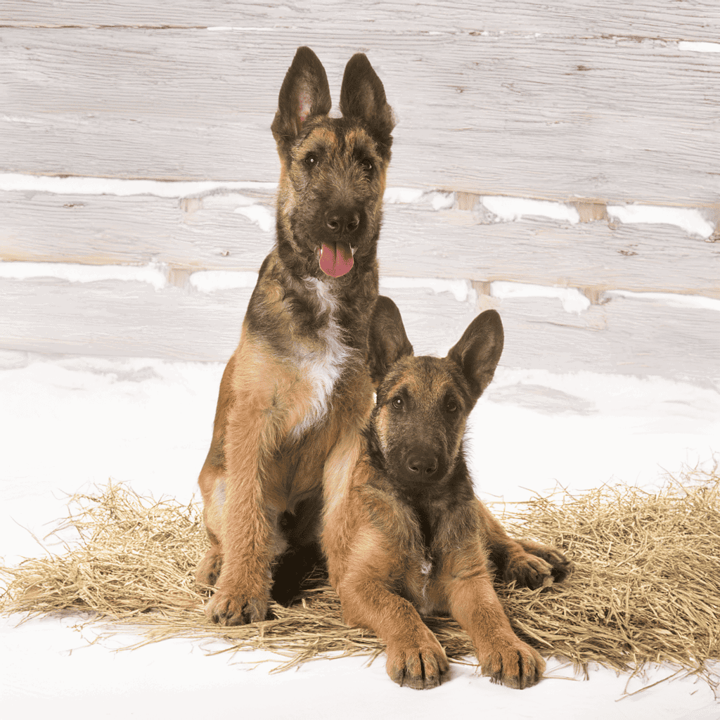 Adorable Belgian Malinois puppies sitting on straw in a cozy indoor setting.