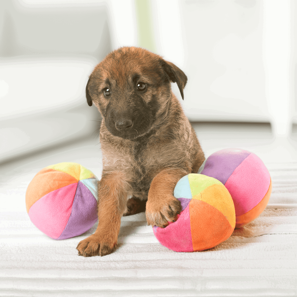 Belgian Laekenois Puppies