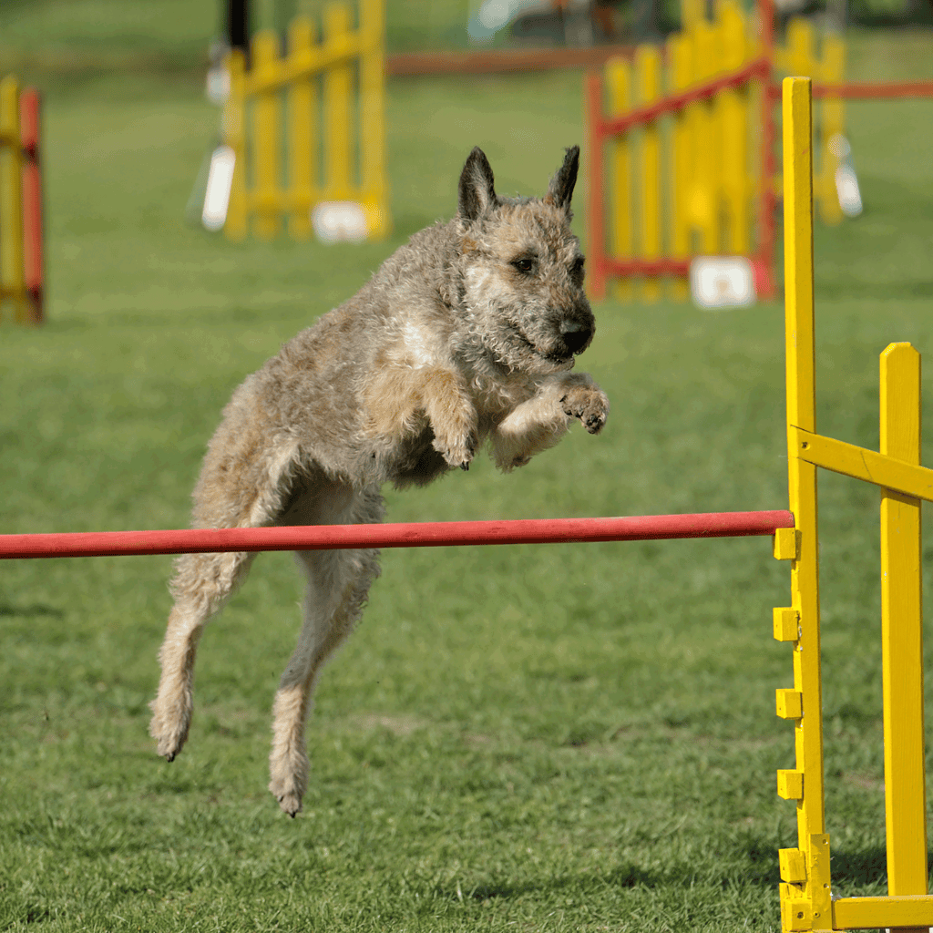 Belgian Laekenois Training