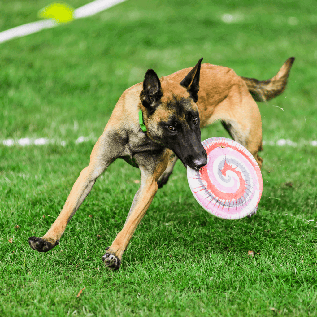 Belgian Malinois Exercise