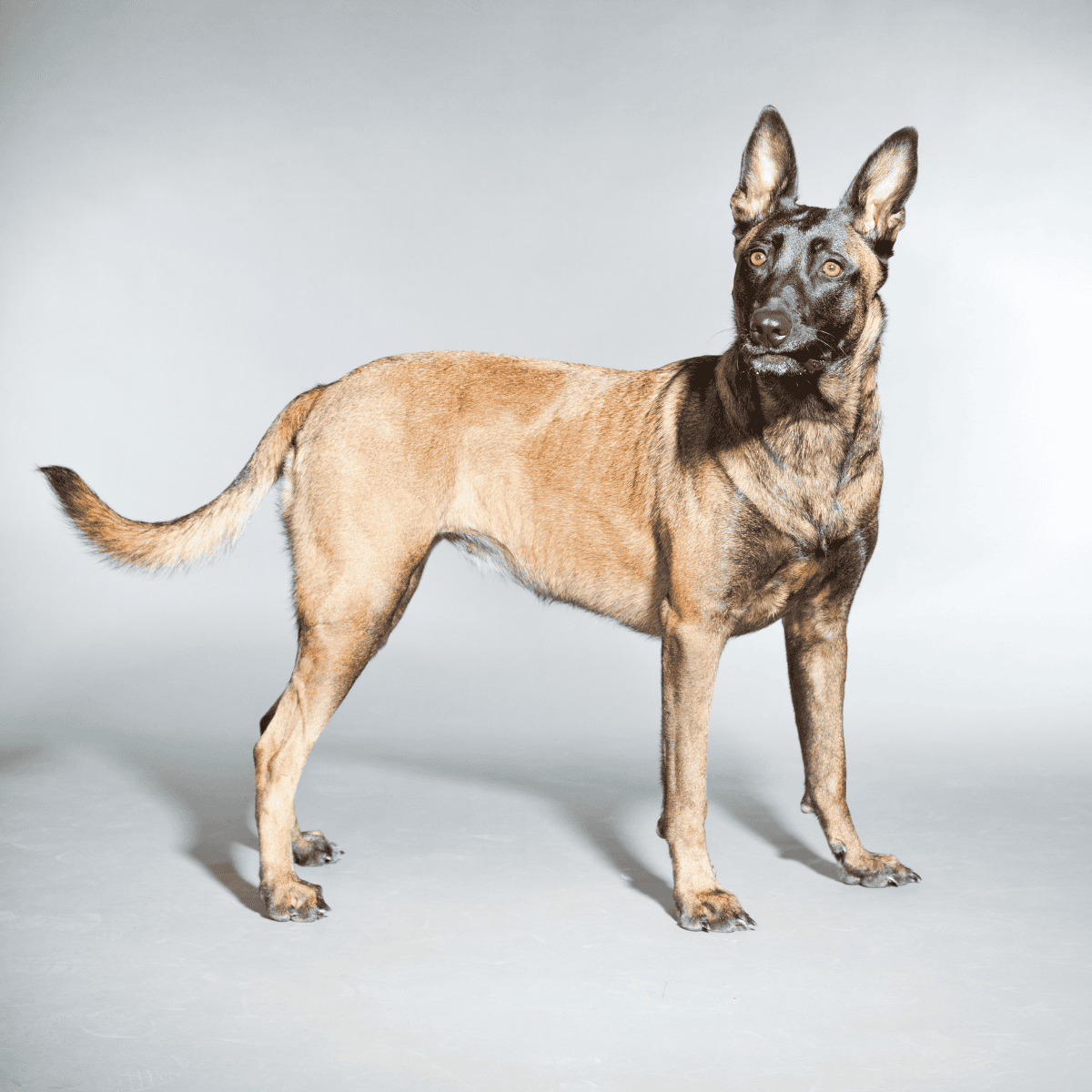 Belgian Malinois dog with a tan and black coat, alert ears, and attentive expression, perfect for security or active lifestyles.