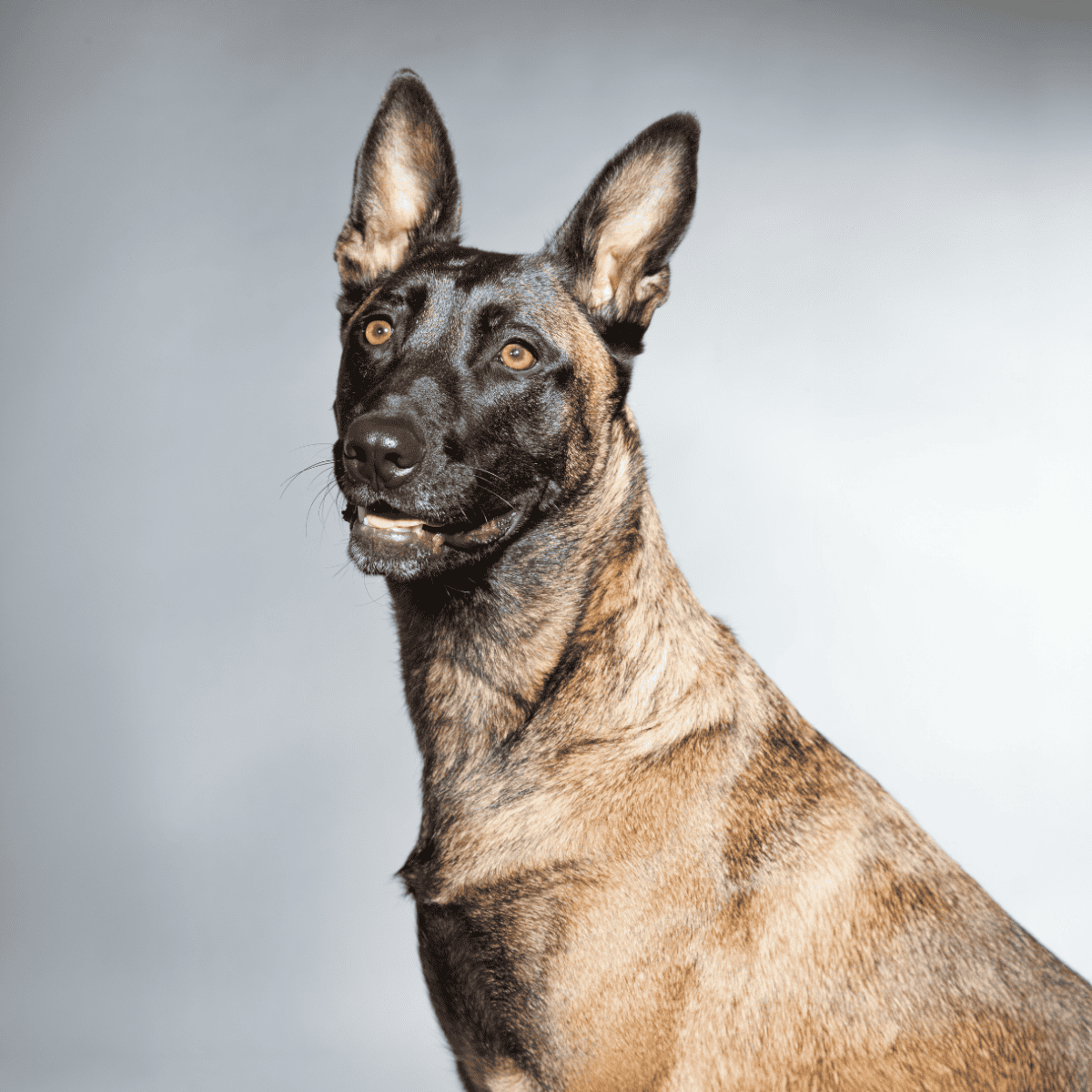 Belgian Malinois dog, alert and attentive, with a sleek coat and pointed ears. Ideal for security and police work.