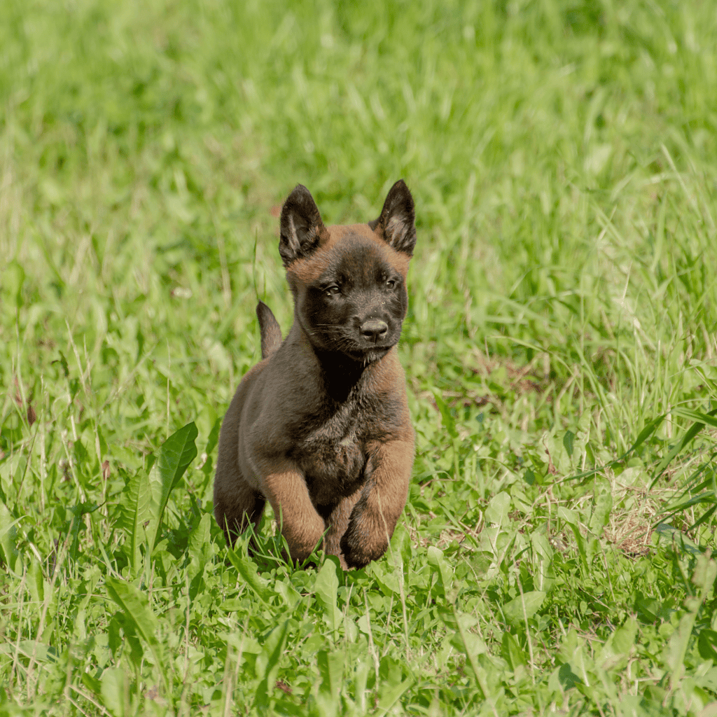 Belgian Malinois Puppies
