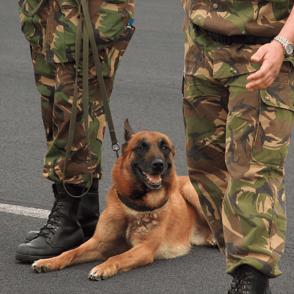 Belgian Malinois They Have Long Worked With Police Officers