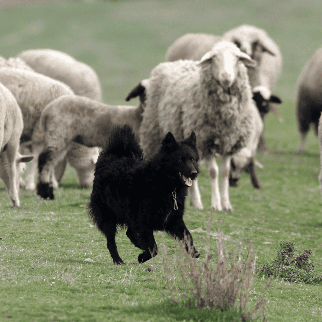 Belgian Sheepdog Does This Breed Get Along With Other Pets
