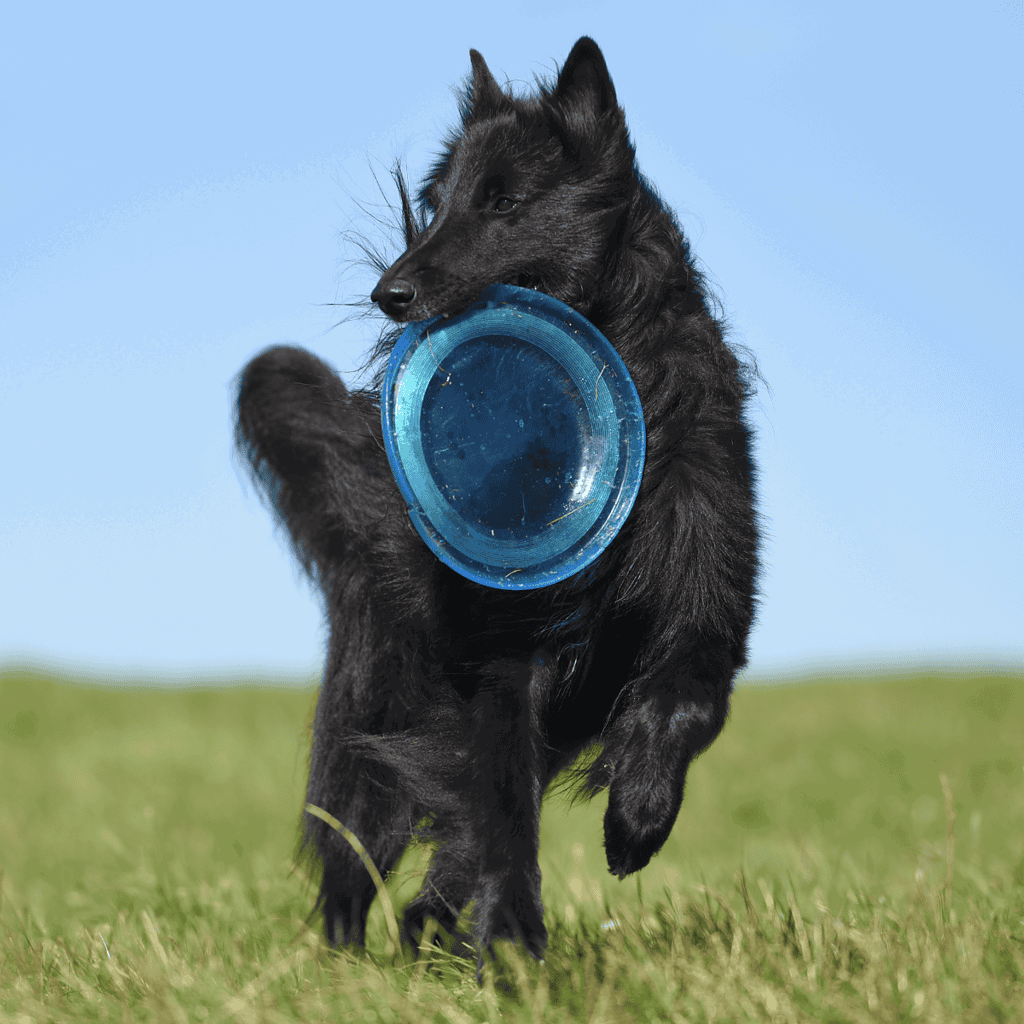 Belgian Sheepdog Exercise